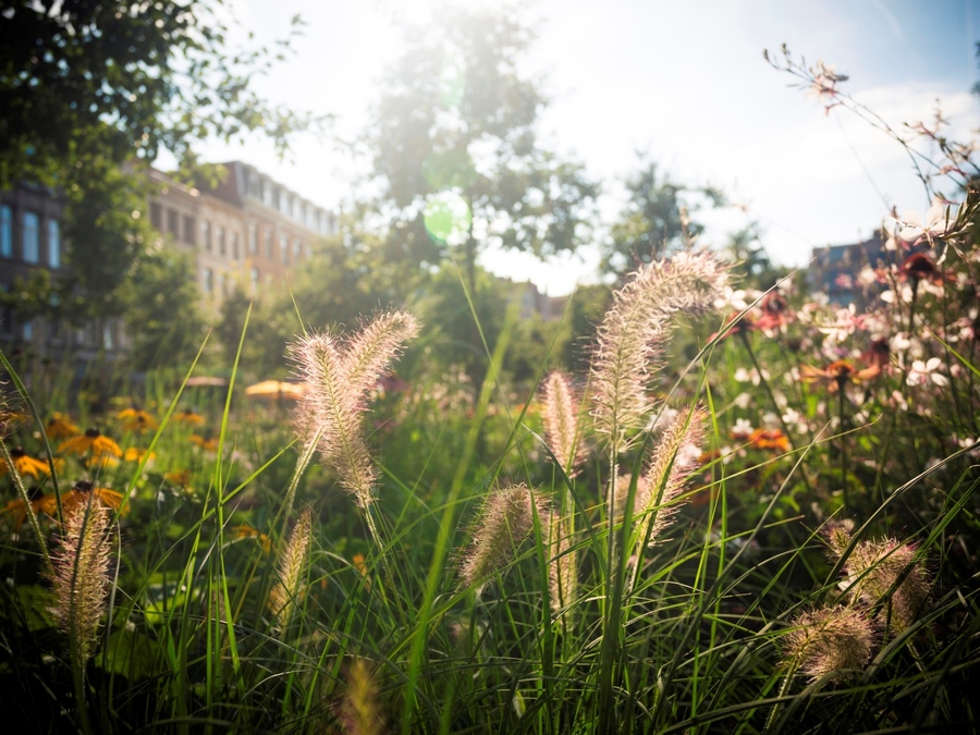 Zaden van de bloemen in de Prairietuin, Theaterplein Zaden van de bloemen in de Prairietuin, Theaterplein